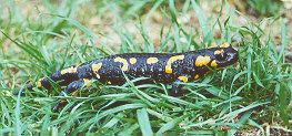 Salamandra kvrnit rno v kempe na Vtniku